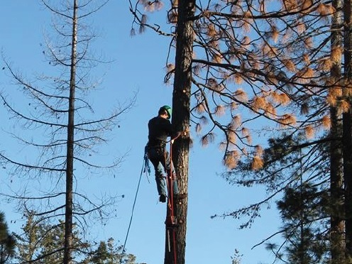 Sonora Lions in California invited neighboring service organizations to help in the removal of dead and dying trees that posed a danger to their community.