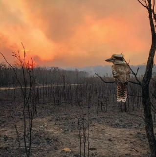 Lions Club of Taree in New South Wales, Australia, raised AUD $113,000 for relief during the 2019 bushfires that killed 34 people, approximately one billion animals, and potentially drove some endangered species to extinction.