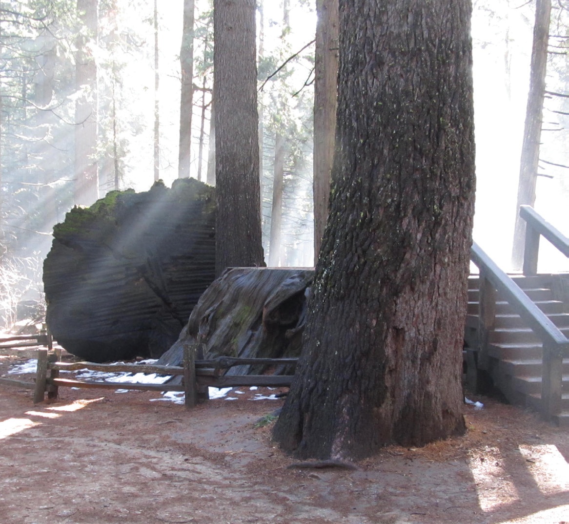 Light breaks through the giant Sequoias at Calaveras Big Trees State Park in California.