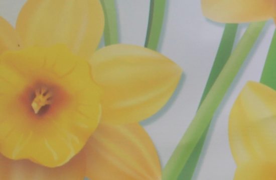 Daffodil graphic