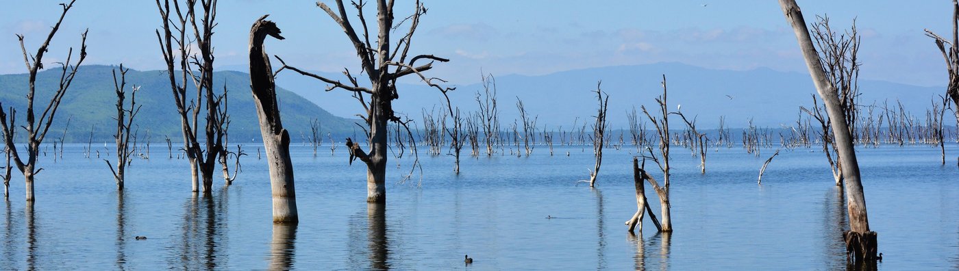 Dead Acacia trees float above the surface of Lake Nakuru, in Kenya, after water levels rose in 2010. Deforestation in the country has led to both drought and flooding. PHOTO BY MICHELE D'AMICO/GETTY IMAGES