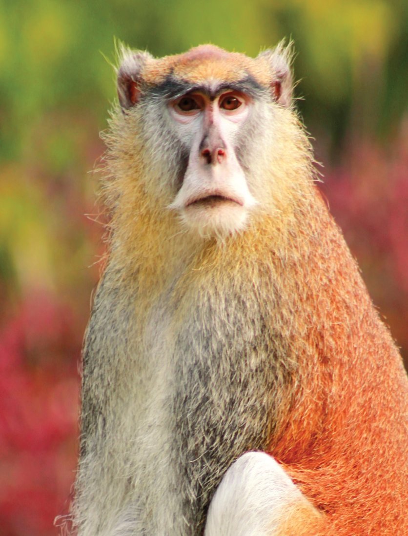 Is the patas monkey the inspiration behind the Dr. Seuss character the Lorax? PHOTO BY ZORANMILISAVLJEVIC82/GETTY IMAGES