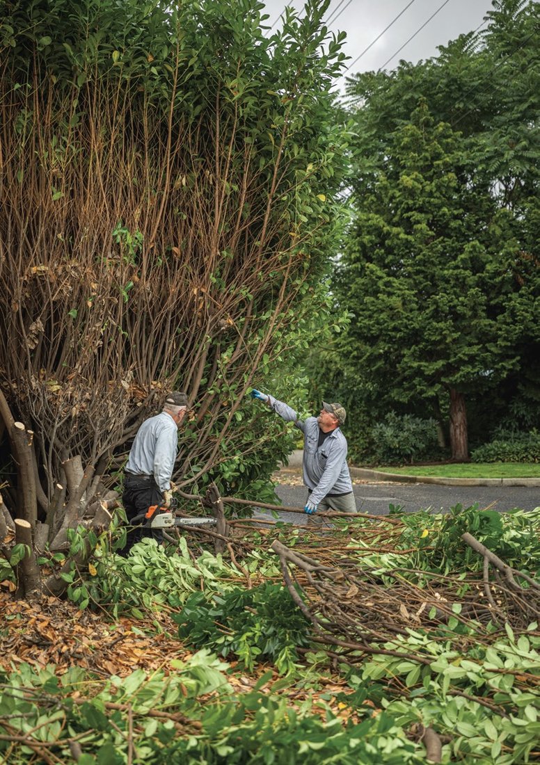 Lions Club members Dick Golladay (left) and Chris Dierickx (right) cut back an overgrown laurel hedge. PHOTO BY JACOB GRANNEMAN