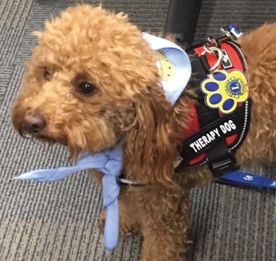 Therapy dog JP sports his new Lion vest while visiting patients at the Southern Ocean Medical Center. The vest was a gift from the Stafford Township Lions Club in New Jersey.