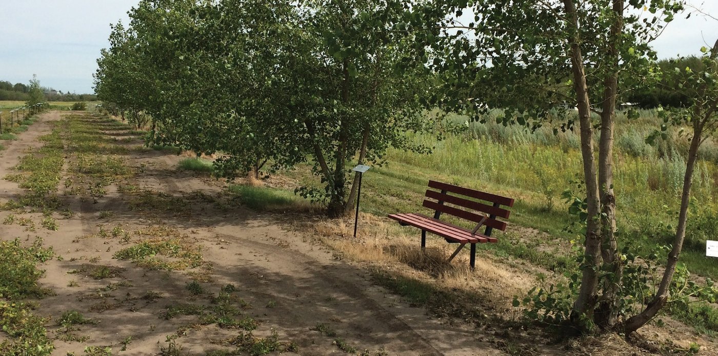 Four benches at the Lion Jim Sinclair Memorial Forest in Saskatchewan, Canada, give visitors a place to rest. Regina Beach and District Lions tend to more than 1,750 trees in the growing forest.