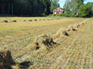 A field of drying oat bundles