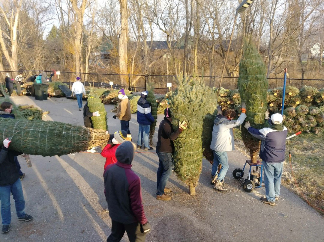 Christmas Tree Sales Surge
