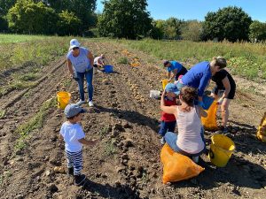 Adults and young children pick potatoes