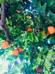Oranges in an orange tree.
