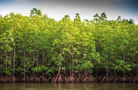 Forest of Mangroves