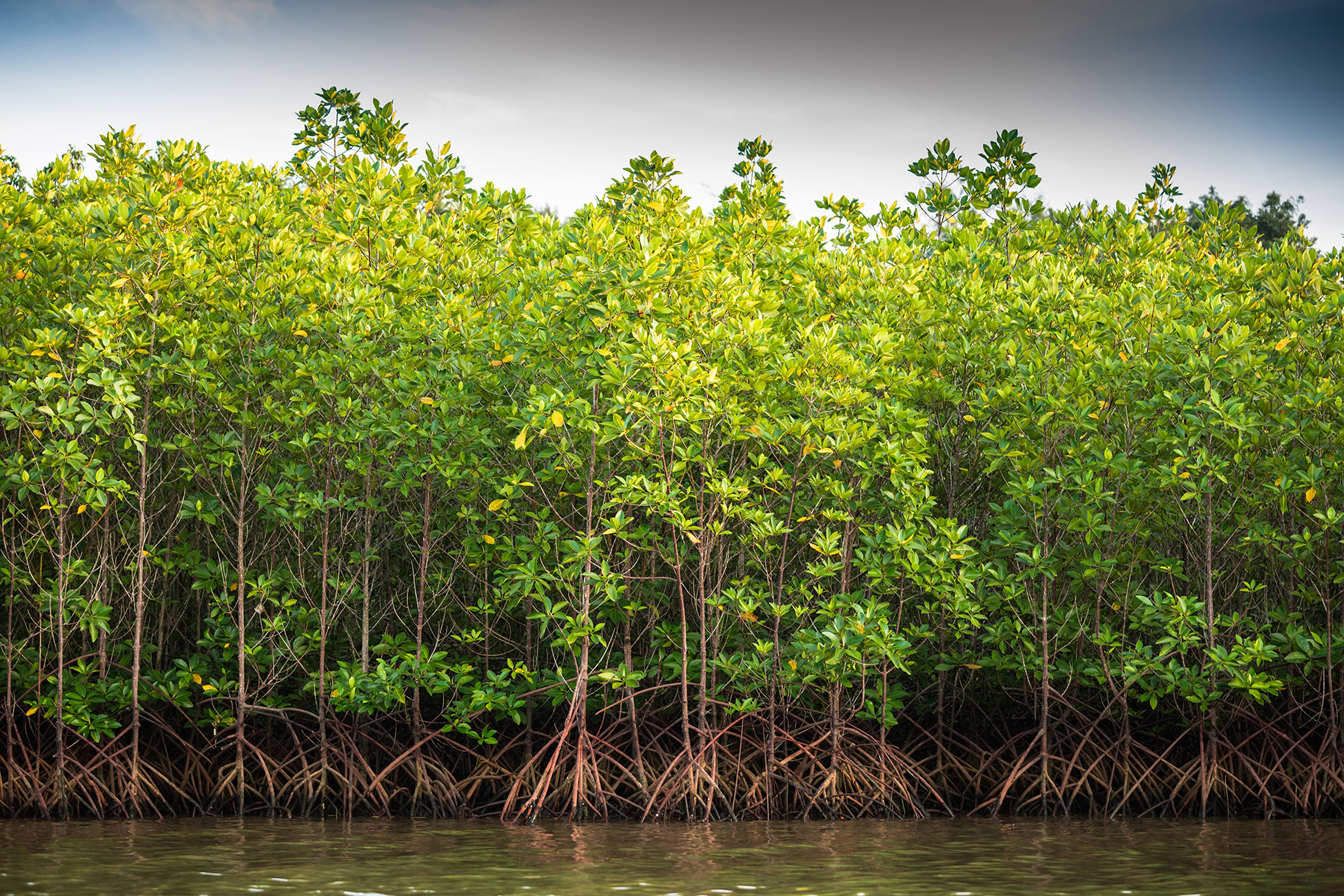 Managing Mangroves