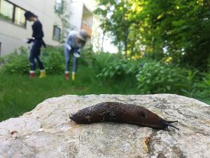 A dark brown slug on a rock