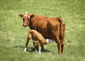Baby calf nurses